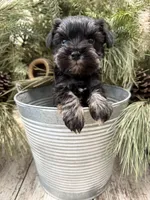 Hailey’s tiny lime green collar boy , a male Miniature Schnauzer for sale in Le Roy, MN – Photo 4 of 6