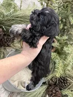 Hailey’s tiny lime green collar boy , a male Miniature Schnauzer for sale in Le Roy, MN – Photo 5 of 6