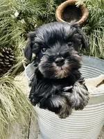 Hailey’s tiny lime green collar boy , a male Miniature Schnauzer for sale in Le Roy, MN – Photo 1 of 6