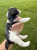 Chloe’s dark blue collar boy , a male Miniature Schnauzer for sale in Le Roy, MN – 2 of 6