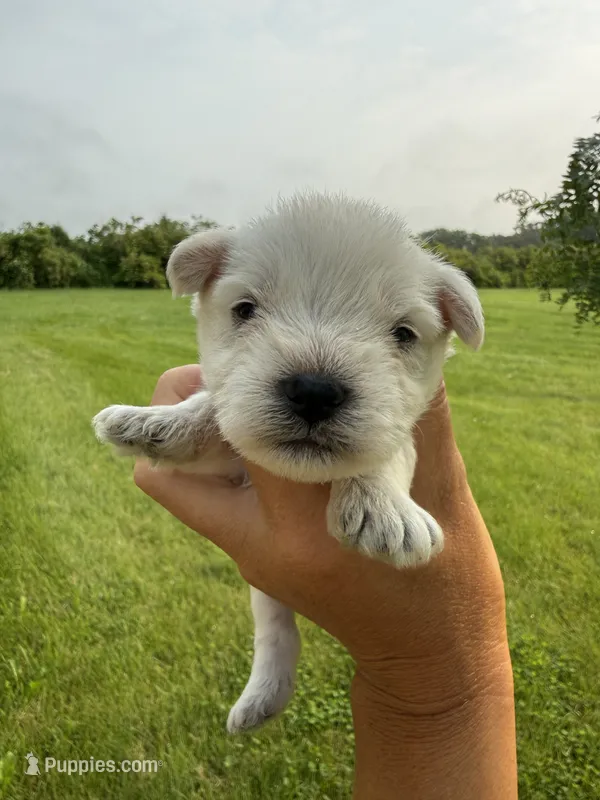 Hailey’s light blue collar boy  – Miniature Schnauzer puppy for sale in Le Roy, MN