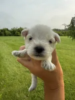 Hailey’s light blue collar boy , a male Miniature Schnauzer for sale in Le Roy, MN – 1 of 6