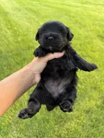 Hopes light pink collar girl , a female Miniature Schnauzer for sale in Le Roy, MN – 4 of 4