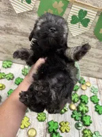 McKenzies purple collar girl , a female Miniature Schnauzer for sale in Le Roy, MN – Photo 2 of 6