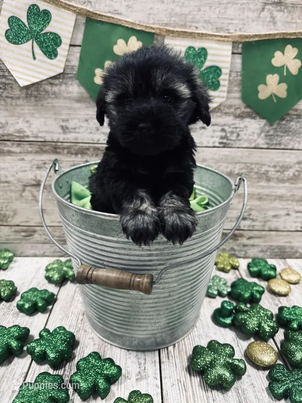 McKenzies purple collar girl 