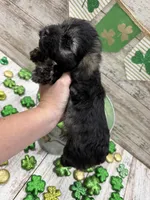 McKenzies purple collar girl , a female Miniature Schnauzer for sale in Le Roy, MN – Photo 4 of 6