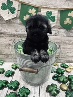 McKenzies purple collar girl , a female Miniature Schnauzer for sale in Le Roy, MN – Photo 6 of 6