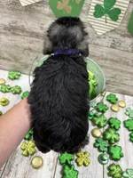 McKenzies purple collar girl , a female Miniature Schnauzer for sale in Le Roy, MN – Photo 3 of 6