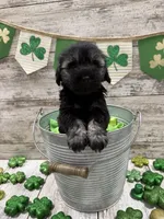 McKenzies purple collar girl , a female Miniature Schnauzer for sale in Le Roy, MN – Photo 5 of 6