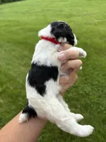 Chloe red collar girl , a female Miniature Schnauzer for sale in Le Roy, MN – 5 of 6