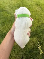 Hailey’s lime green collar girl , a female Miniature Schnauzer for sale in Le Roy, MN – 4 of 6