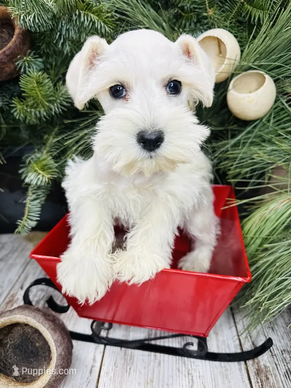 Elsa’s yellow collar girl