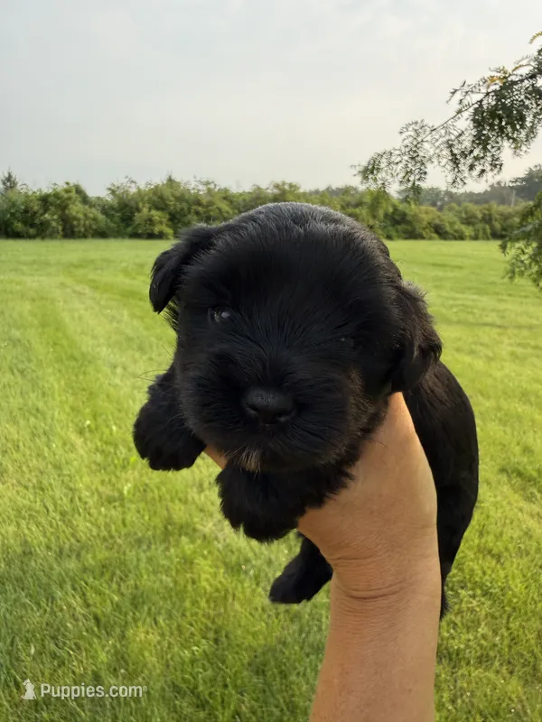 Hopes light pink collar girl  – Miniature Schnauzer puppy for sale in Le Roy, MN
