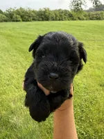 Chloe’s green collar boy , a male Miniature Schnauzer for sale in Le Roy, MN – 2 of 6