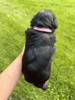 Hopes light pink collar girl , a female Miniature Schnauzer for sale in Le Roy, MN – 2 of 4