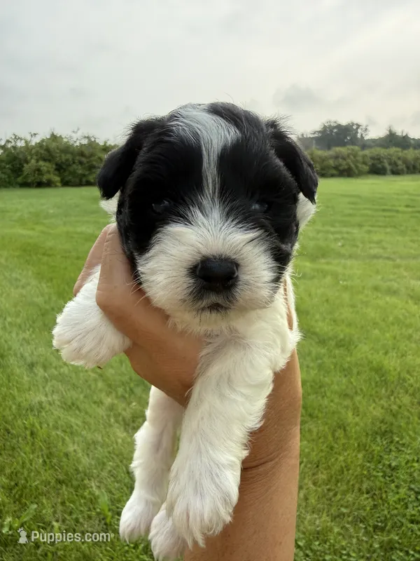 Chloe red collar girl  – Miniature Schnauzer puppy for sale in Le Roy, MN