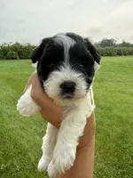 Chloe red collar girl , a female Miniature Schnauzer for sale in Le Roy, MN – 1 of 6