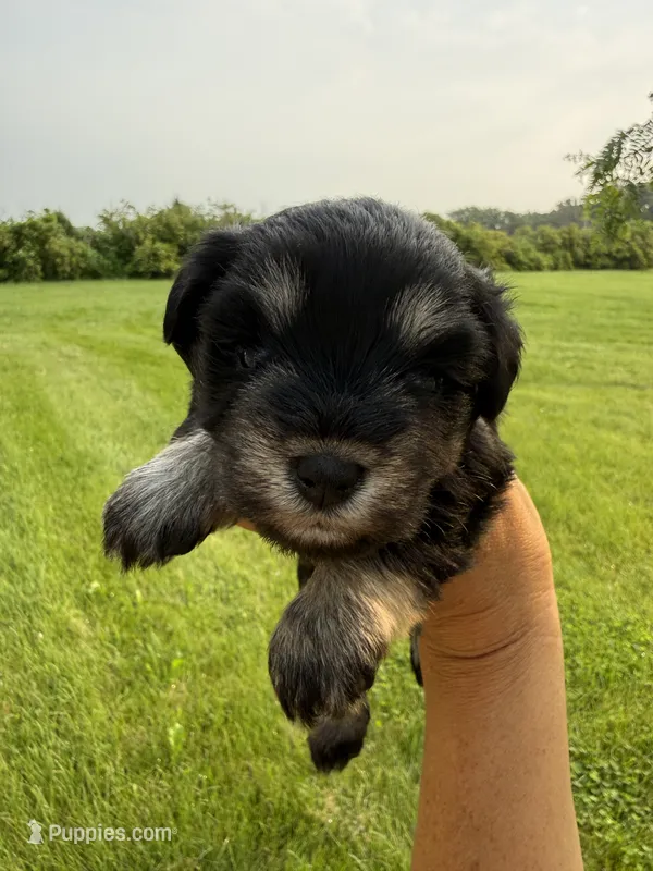 Hopes dark pink collar girl  – Miniature Schnauzer puppy for sale in Le Roy, MN