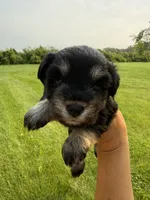 Hopes dark pink collar girl , a male Miniature Schnauzer for sale in Le Roy, MN – 1 of 4