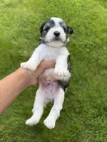 Chloe’s dark blue collar boy , a male Miniature Schnauzer for sale in Le Roy, MN – 5 of 6