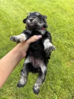 Hopes dark pink collar girl , a male Miniature Schnauzer for sale in Le Roy, MN – 4 of 4