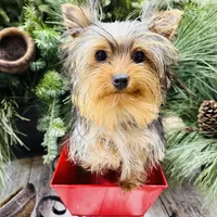 Emma’s black collar collar boy, a male Yorkshire Terrier for sale in Le Roy, MN – Photo 2 of 3