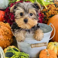 Emma’s black collar collar boy, a male Yorkshire Terrier for sale in Le Roy, MN – Photo 3 of 3