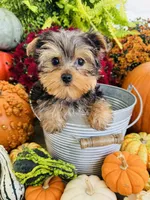 Emma’s black collar collar boy, a male Yorkshire Terrier for sale in Le Roy, MN – Photo 3 of 3