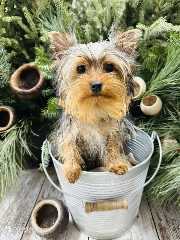 Emma’s black collar collar boy