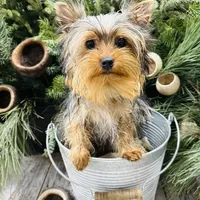 Emma’s black collar collar boy, a male Yorkshire Terrier for sale in Le Roy, MN – Photo 1 of 3