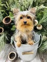 Emma’s black collar collar boy, a male Yorkshire Terrier for sale in Le Roy, MN – Photo 1 of 3