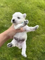 Hailey’s light blue collar boy , a male Miniature Schnauzer for sale in Le Roy, MN – 6 of 6