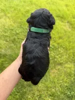 Chloe’s green collar boy , a male Miniature Schnauzer for sale in Le Roy, MN – 4 of 6