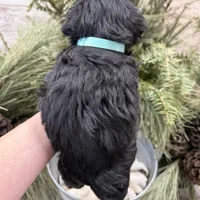 Faiths turquoise collar girl , a female Miniature Schnauzer for sale in Le Roy, MN – Photo 5 of 6
