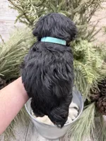 Faiths turquoise collar girl , a female Miniature Schnauzer for sale in Le Roy, MN – Photo 5 of 5