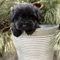 Faiths turquoise collar girl , a female Miniature Schnauzer for sale in Le Roy, MN – Photo 2 of 6