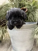 Faiths turquoise collar girl , a female Miniature Schnauzer for sale in Le Roy, MN – Photo 2 of 5