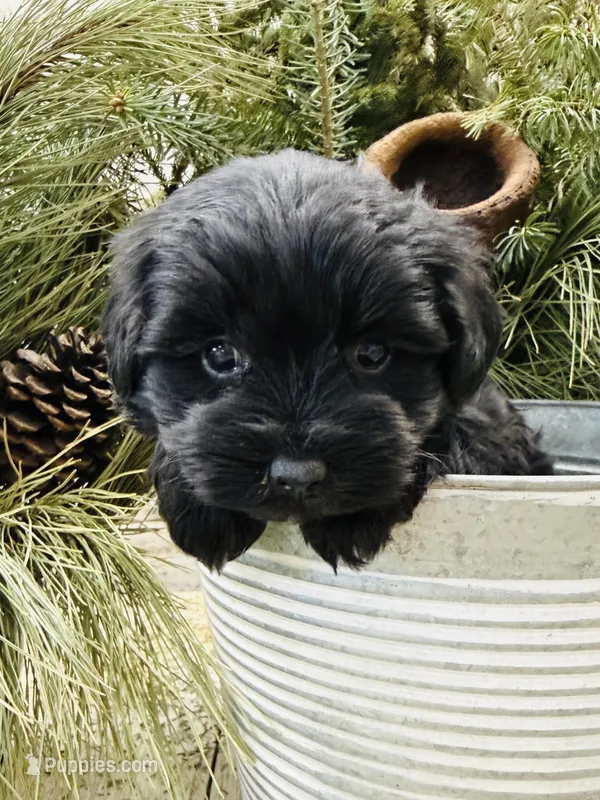 Faiths turquoise collar girl 