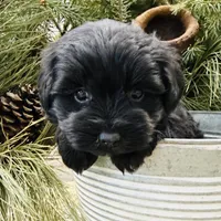 Faiths turquoise collar girl , a female Miniature Schnauzer for sale in Le Roy, MN – Photo 1 of 6
