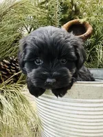 Faiths turquoise collar girl , a female Miniature Schnauzer for sale in Le Roy, MN – Photo 1 of 5