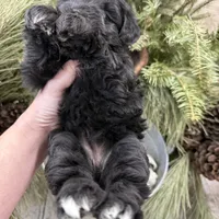 Faiths turquoise collar girl , a female Miniature Schnauzer for sale in Le Roy, MN – Photo 4 of 6