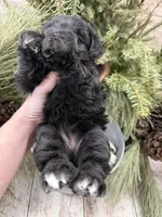 Faiths turquoise collar girl , a female Miniature Schnauzer for sale in Le Roy, MN – Photo 4 of 5