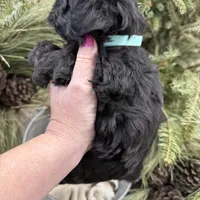 Faiths turquoise collar girl , a female Miniature Schnauzer for sale in Le Roy, MN – Photo 3 of 6
