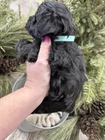 Faiths turquoise collar girl , a female Miniature Schnauzer for sale in Le Roy, MN – Photo 3 of 5
