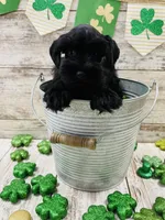 Faiths turquoise collar girl , a female Miniature Schnauzer for sale in Le Roy, MN – Photo 6 of 6