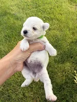 Hailey’s lime green collar girl , a female Miniature Schnauzer for sale in Le Roy, MN – 6 of 6