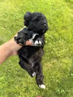 Chloe’s green collar boy , a male Miniature Schnauzer for sale in Le Roy, MN – 5 of 6