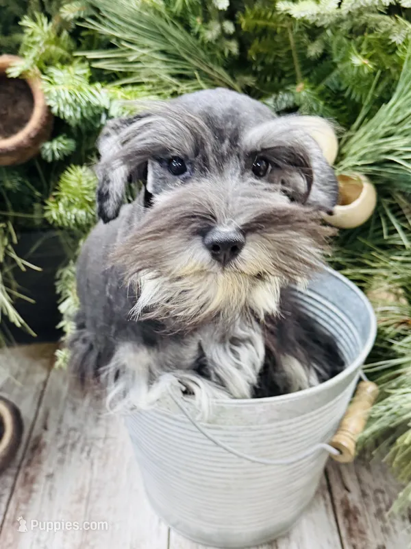 Hopes light pink collar