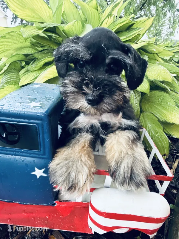 Oreos black collar boy  – Miniature Schnauzer puppy for sale in Le Roy, MN