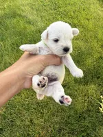 Hailey’s lime green collar girl , a female Miniature Schnauzer for sale in Le Roy, MN – 5 of 6